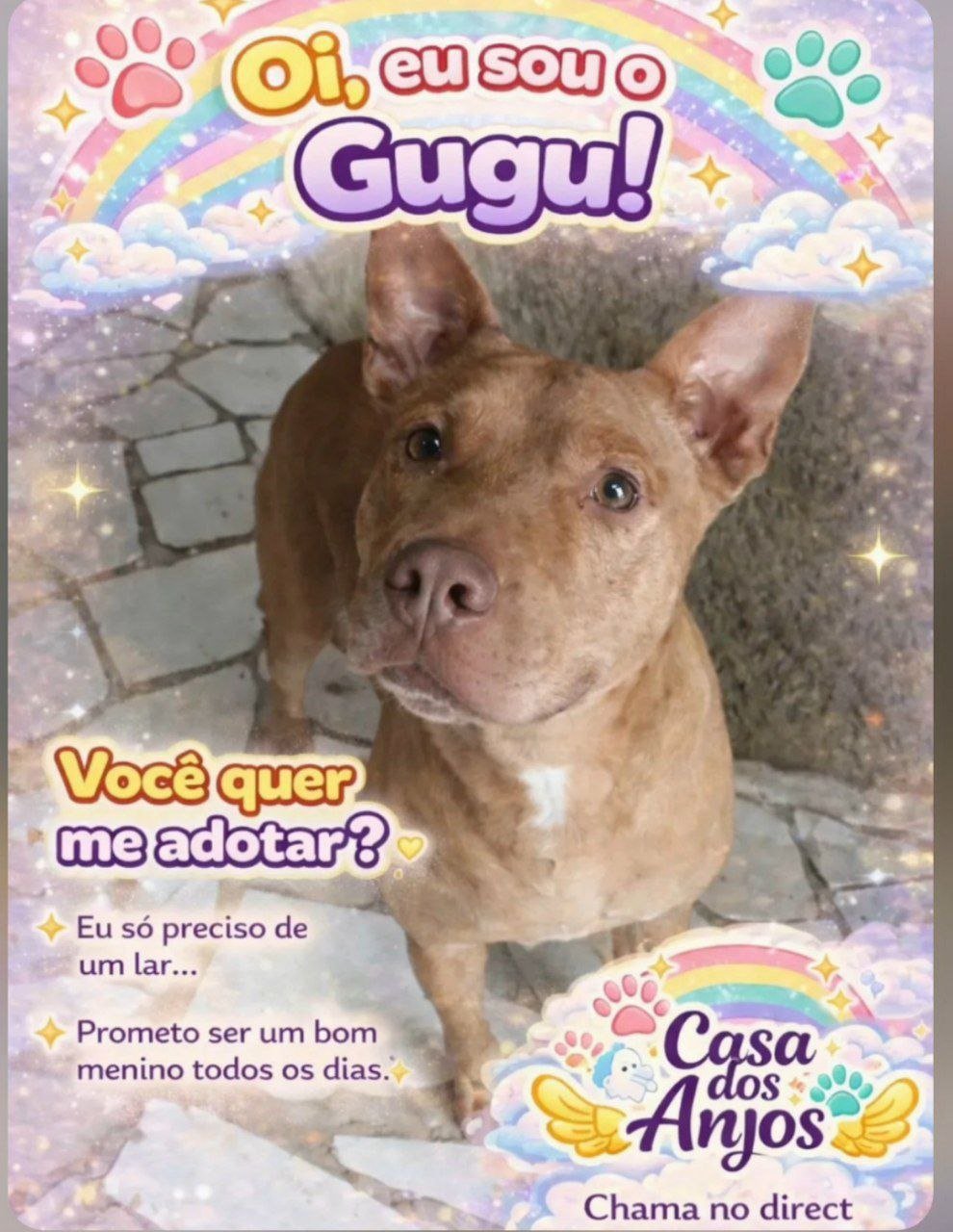 adote o gugu casa dos anjos macae