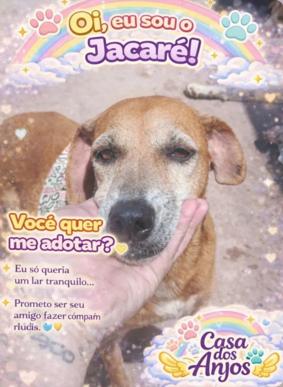 adote o jacare casa dos anjos macae