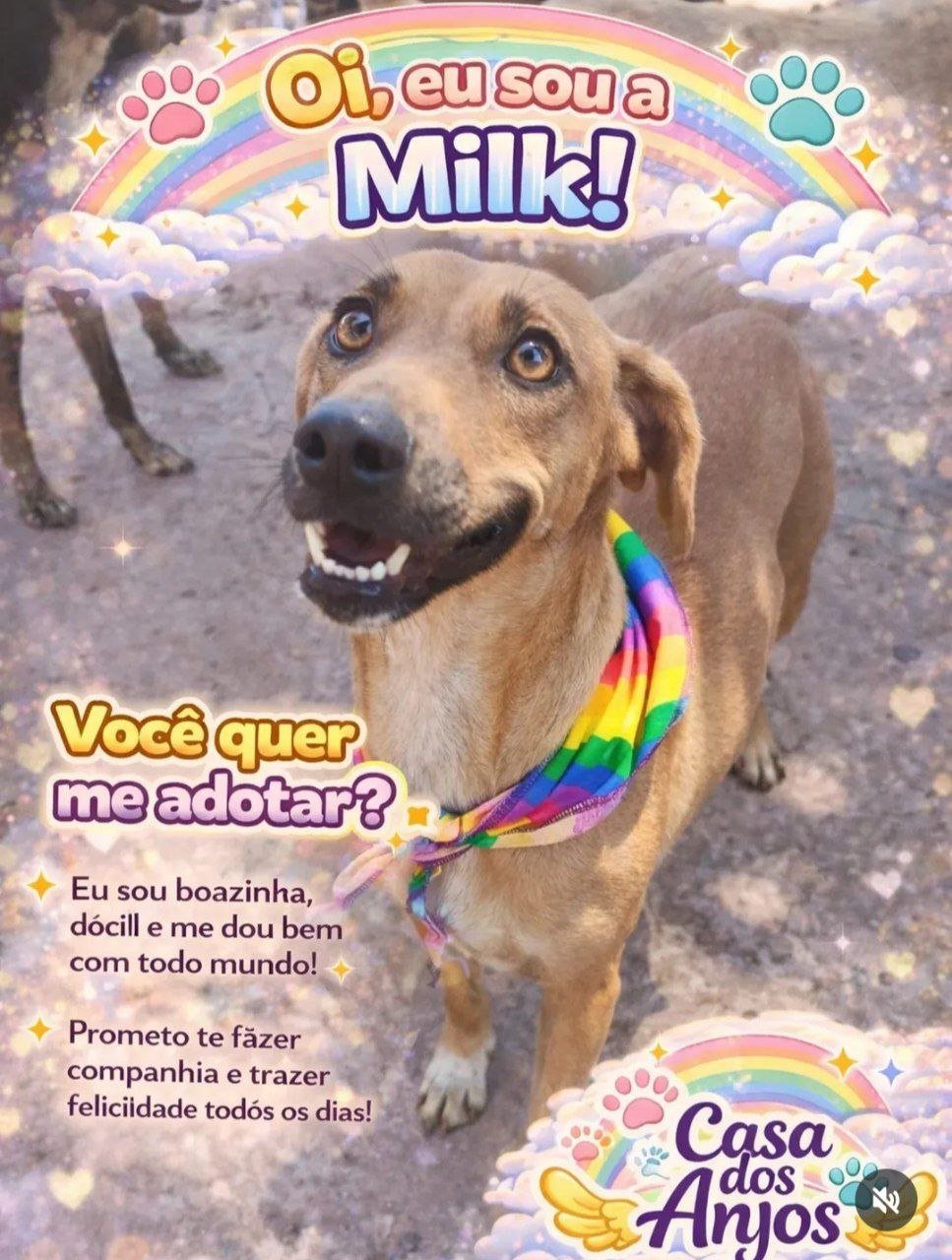 adote o milk casa dos anjos macae